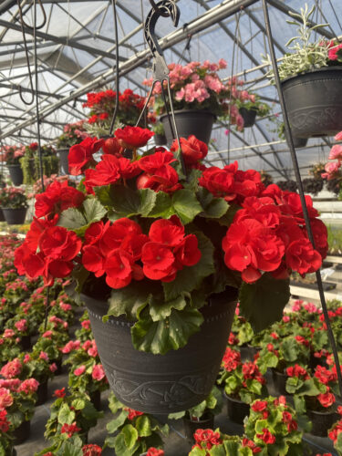 Sunrise Greenhouse, LLC